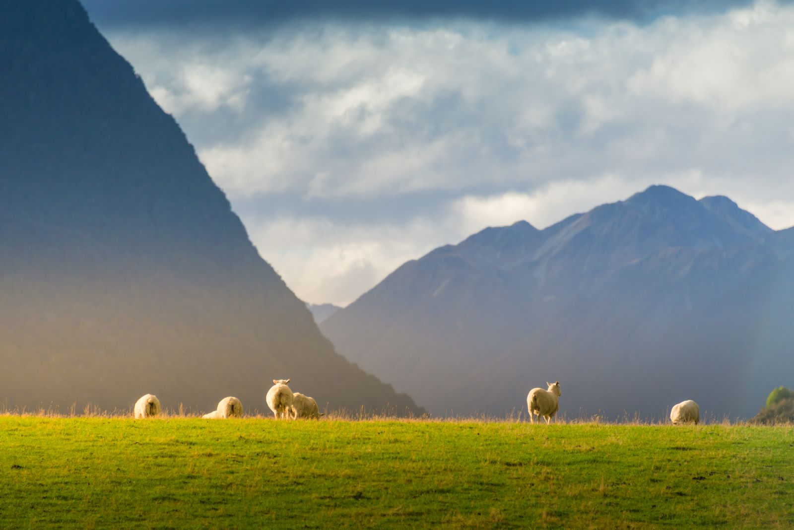 Sheep grazing by mountains. 